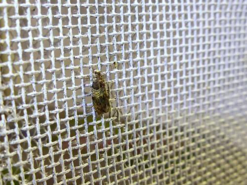 Réf. 208 803 : Celypha aurofasciana